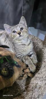 Rescue Domestic Short Hair Cats for Adoption in Kell, Illinois - Avalon | PetCurious