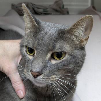 Boone -  Domestic Short Hair Cat for Adoption in South Burlington, Vermont - Boone | PetCurious