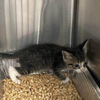 Widget -  Domestic Short Hair Cat for Adoption in Greensboro, North Carolina - Widget | PetCurious