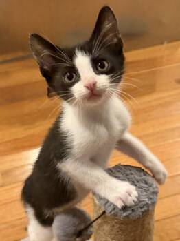 Batman -  Domestic Short Hair Cat for Adoption in Social Circle, Georgia - Batman | PetCurious