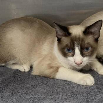 Marty -  Domestic Short Hair and Siamese Cat for Adoption in Hawthorne, California - Marty | PetCurious