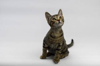 Fawn -  Domestic Short Hair Cat for Adoption in Sedalia, Colorado - Fawn | PetCurious