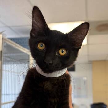 Hot Dog -  Domestic Long Hair Cat Available for Adoption in Goleta, California - Hot Dog | PetCurious