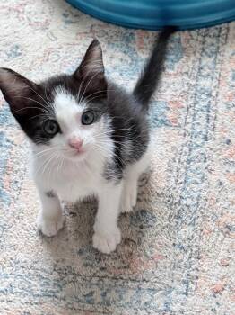 *Kimchi Khaos -  Domestic Short Hair Cat for Adoption in Newnan, Georgia - *Kimchi Khaos | PetCurious