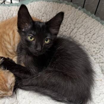 PIP -  Domestic Medium Hair and Domestic Short Hair Cat for Adoption in Albuquerque, New Mexico - PIP | PetCurious