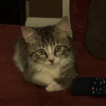 Ice Mountain -  Domestic Short Hair Cat for Adoption in Evanston, Illinois - Ice Mountain | PetCurious