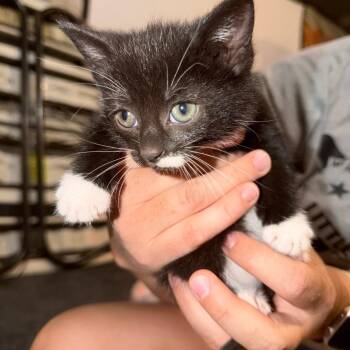 Crumpet Gleske -  Domestic Short Hair Cat for Adoption in Woodstock, Virginia - Crumpet Gleske | PetCurious