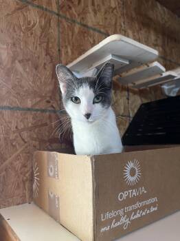Jonnie -  Domestic Short Hair Cat for Adoption in Hammond, Louisiana - Jonnie | PetCurious