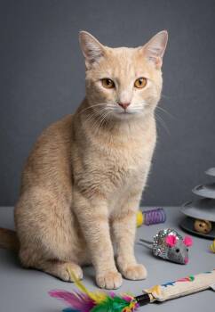 Domestic Short Hair Cats Available for Adoption in New York, New York - Pascal | PetCurious