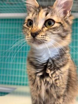 Domestic Medium Hair Cats Available for Adoption - Moxie | PetCurious