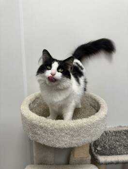 Stevie #2 -  Domestic Long Hair Cat for Adoption in Westfield, Wisconsin - Stevie #2 | PetCurious