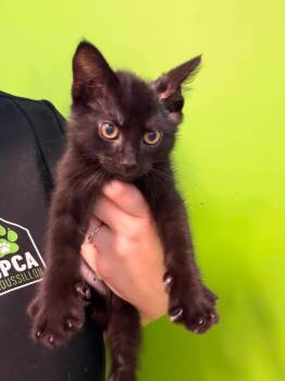 Pudding -  Domestic Short Hair Cat for Adoption in Delson, Quebec - Pudding | PetCurious