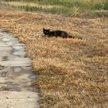 Dagger -  Domestic Short Hair Cat for Adoption in Springtown, Texas - Dagger | PetCurious