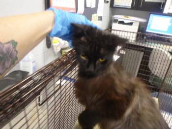 Domestic Short Hair Cats Available for Adoption in Kalamazoo, Michigan - GUM DROP | PetCurious