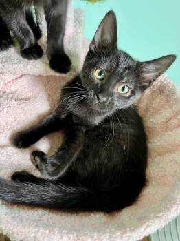 Morticia -  Domestic Short Hair Cat for Adoption in Emerald Isle, North Carolina - Morticia | PetCurious