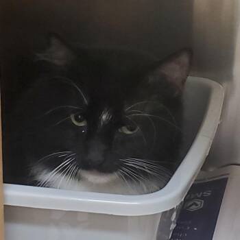 Hershey -  Domestic Short Hair Cat for Adoption - Hershey | PetCurious