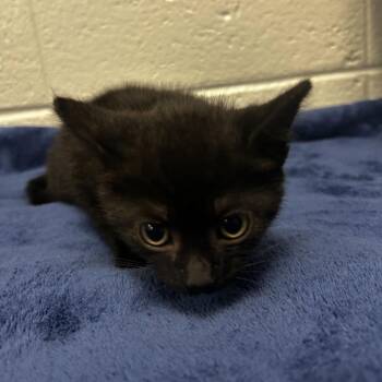 Sir Hoots a Lot -  Domestic Short Hair Cat for Adoption in New York, New York - Sir Hoots A Lot | PetCurious