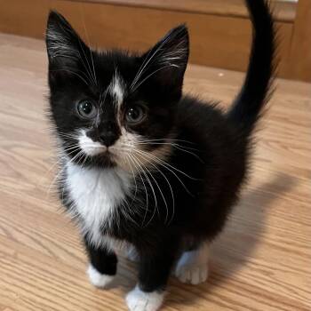 Domestic Short Hair Cats Available for Adoption in Uniontown, Pennsylvania - Sox | PetCurious