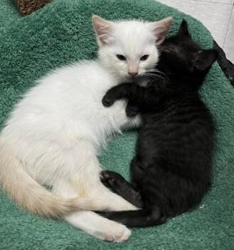 Mayo & Bobasaur -  Domestic Short Hair Cat for Adoption in Liverpool, Texas - Mayo & Bobasaur | PetCurious