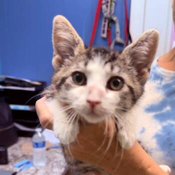 Sissy -  Domestic Short Hair Cat for Adoption - Sissy | PetCurious