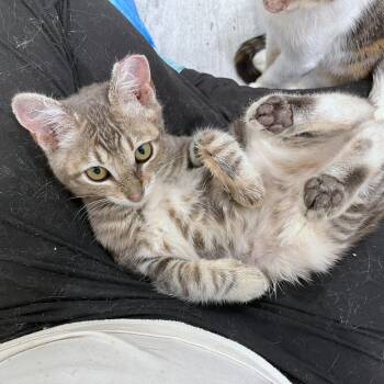Dwight -  Domestic Short Hair Cat for Adoption in Woodinville, Washington - Dwight | PetCurious