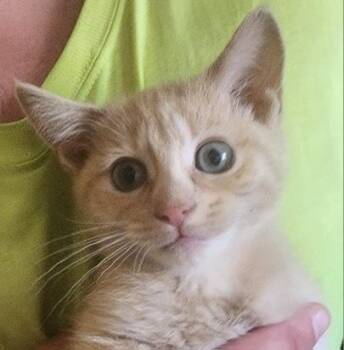 Chill -  Domestic Short Hair Cat for Adoption in Albuquerque, New Mexico - Chill | PetCurious