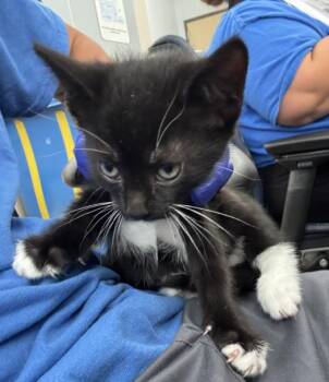 Domestic Short Hair Cats Available for Adoption in Dallas, Texas - WILLO | PetCurious