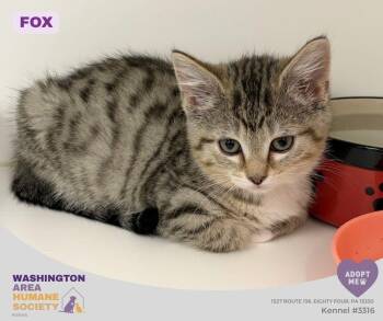 Fox -  Domestic Short Hair Cat for Adoption in Eighty Four, Pennsylvania - Fox | PetCurious