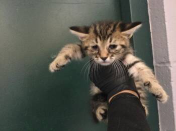 A1936648 -  Domestic Short Hair Cat for Adoption in Thousand Palms, California - A1936648 | PetCurious