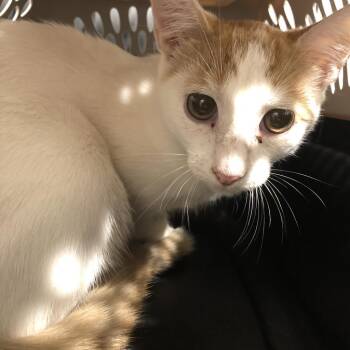 Domestic Short Hair Cats Available for Adoption - Lulu | PetCurious