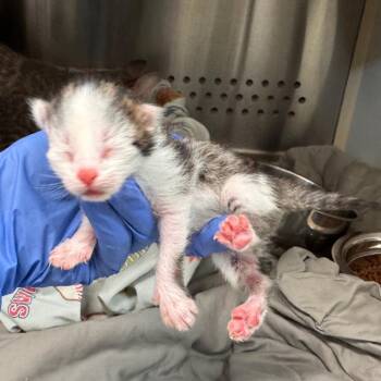 Thunder -  Domestic Short Hair Cat for Adoption in Lynchburg, Virginia - Thunder | PetCurious