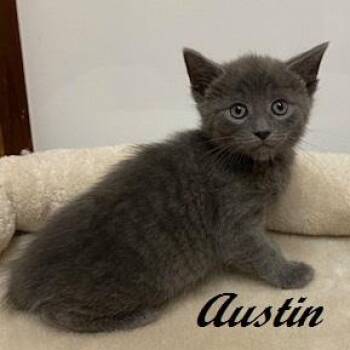 Domestic Short Hair Cats Available for Adoption in Southern Pines, North Carolina - Austin | PetCurious