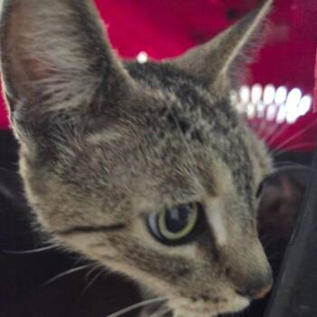 Kelley -  Domestic Short Hair Cat for Adoption in Des Moines, Iowa - Kelley | PetCurious