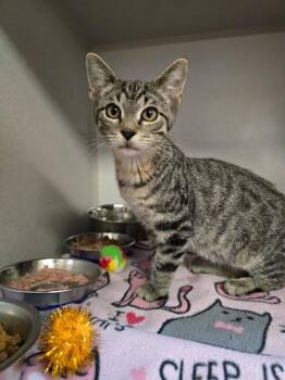 Marlin -  Domestic Short Hair Cat for Adoption in Des Moines, Iowa - Marlin | PetCurious