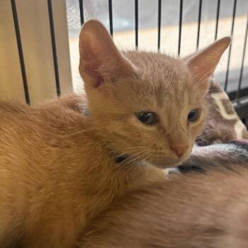 Domestic Short Hair Cats Available for Adoption in Lakeland, Florida - Taiga | PetCurious
