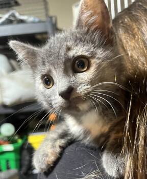 Matilda -  Domestic Short Hair Cat for Adoption in Hamilton, Ontario - Matilda | PetCurious
