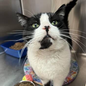 Domestic Short Hair Cats Available for Adoption in Las Vegas, Nevada - Connor | PetCurious