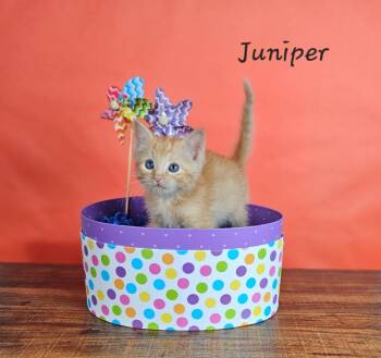 Juniper -  Domestic Short Hair Cat for Adoption in San Jacinto, California - Juniper | PetCurious