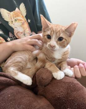 Patrick -  Domestic Short Hair Cat for Adoption in Kenhorst, Pennsylvania - Patrick | PetCurious
