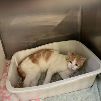 Domestic Short Hair Cats Available for Adoption in Burlington, Ontario - River | PetCurious