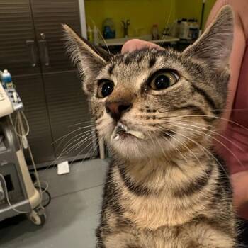 George Washington -  Domestic Short Hair Cat for Adoption in West Des Moines, Iowa - George Washington | PetCurious