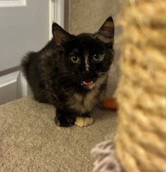 Rescue Tortoiseshell and Domestic Short Hair Cats for Adoption in Ringwood, New Jersey - Snickers | PetCurious