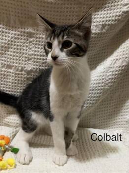 Cobalt -  Domestic Short Hair Cat for Adoption in Groveland, Massachusetts - Cobalt | PetCurious