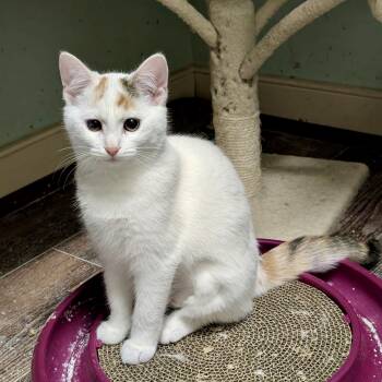 Rescue Domestic Short Hair Cats for Adoption in Richmond, Virginia - Ghost Tales | PetCurious