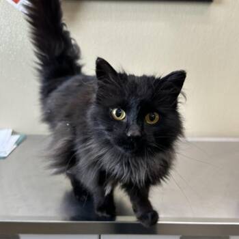 Medusa -  Domestic Long Hair Cat Available for Adoption in Clavet, Saskatchewan - Medusa | PetCurious