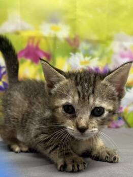 Domestic Short Hair Cats Available for Adoption in San Antonio, Texas - Baking Soda | PetCurious