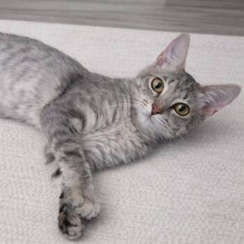 American Shorthair Cats Available for Adoption - Claire | PetCurious