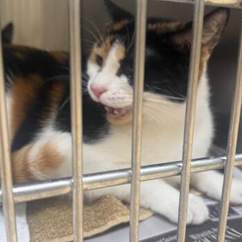 Nancy -  Domestic Short Hair Cat for Adoption in Winston-salem, North Carolina - Nancy | PetCurious