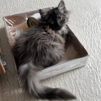 Carwyn -  Domestic Medium Hair Cat Available for Adoption in Abbotsford, British Columbia - Carwyn | PetCurious