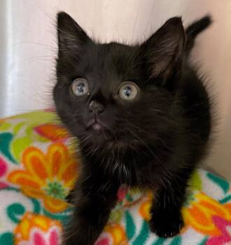Artie -  Domestic Short Hair Cat for Adoption in Columbia, Illinois - Artie | PetCurious